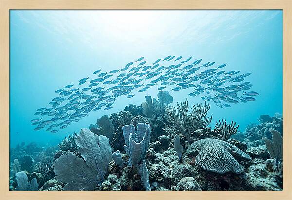 School Of Tropical Fish Over Coral Reef