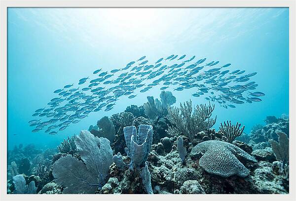 School Of Tropical Fish Over Coral Reef