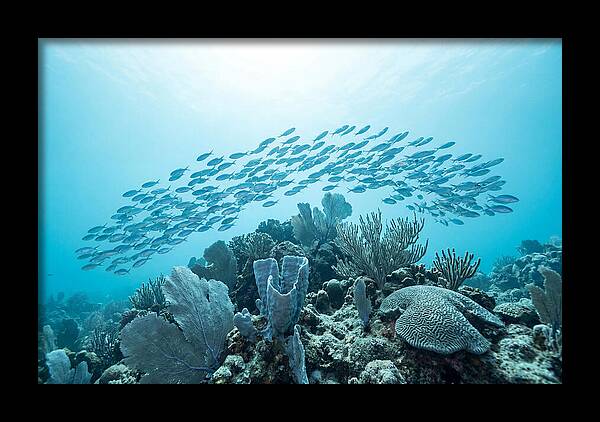 School Of Tropical Fish Over Coral Reef