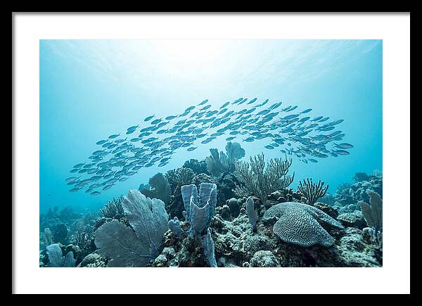 School Of Tropical Fish Over Coral Reef