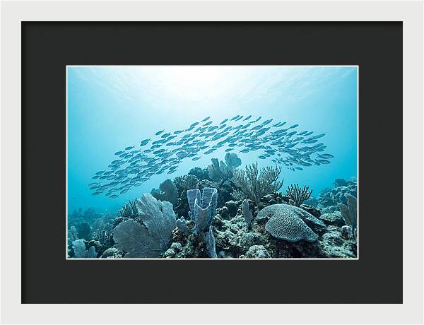 School Of Tropical Fish Over Coral Reef