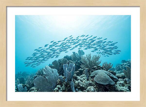 School Of Tropical Fish Over Coral Reef