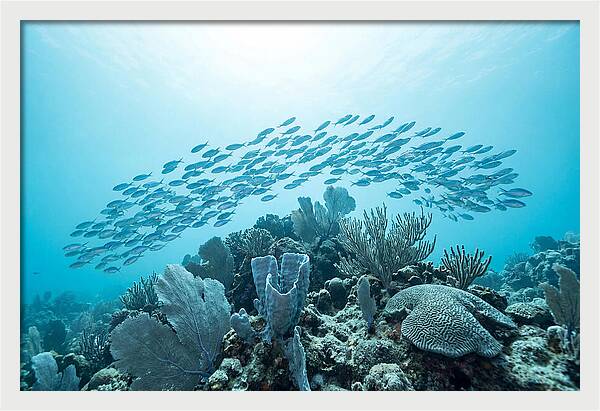 School Of Tropical Fish Over Coral Reef