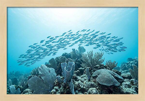 School Of Tropical Fish Over Coral Reef