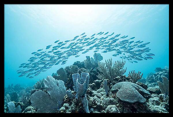 School Of Tropical Fish Over Coral Reef