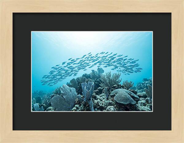 School Of Tropical Fish Over Coral Reef