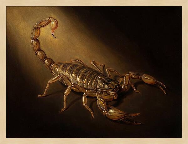 Scorpion In Dramatic Light
