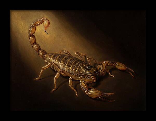 Scorpion In Dramatic Light