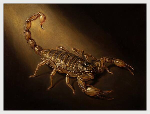 Scorpion In Dramatic Light