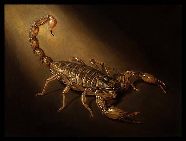 Scorpion In Dramatic Light