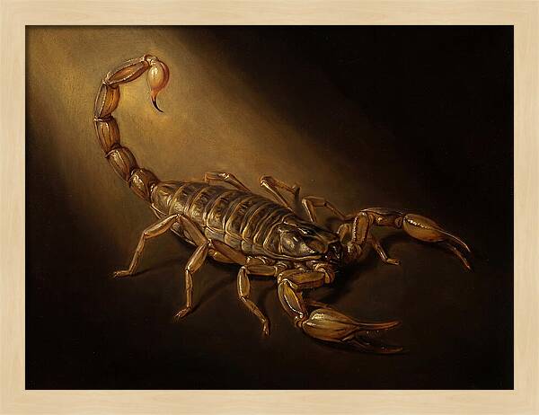 Scorpion In Dramatic Light