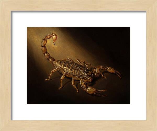 Scorpion In Dramatic Light