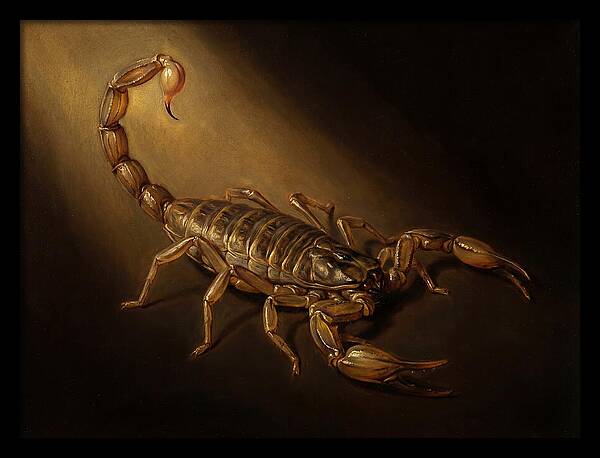 Scorpion In Dramatic Light