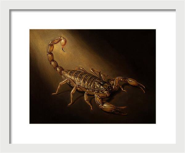 Scorpion In Dramatic Light