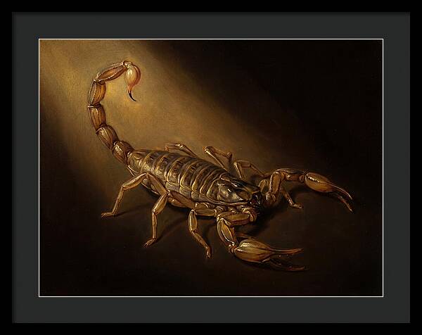 Scorpion In Dramatic Light