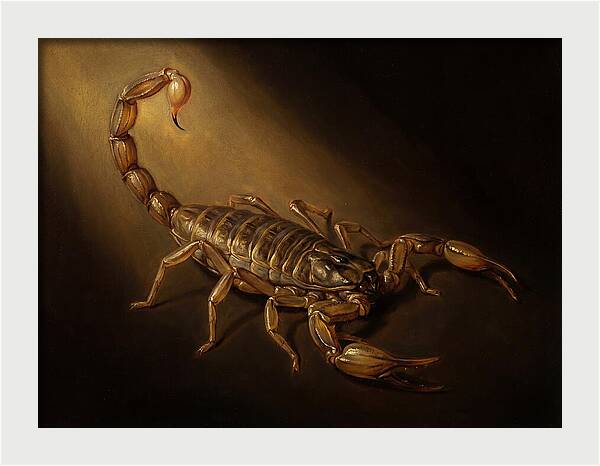 Scorpion In Dramatic Light