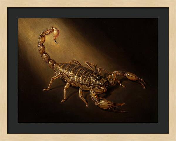 Scorpion In Dramatic Light