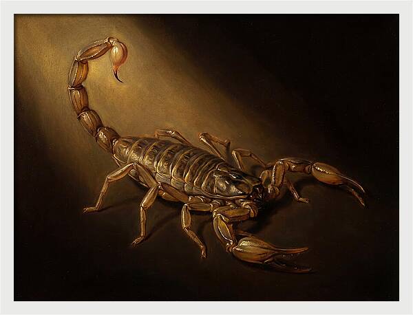 Scorpion In Dramatic Light