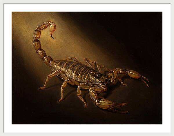Scorpion In Dramatic Light