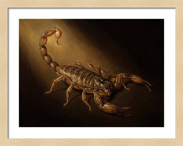 Scorpion In Dramatic Light