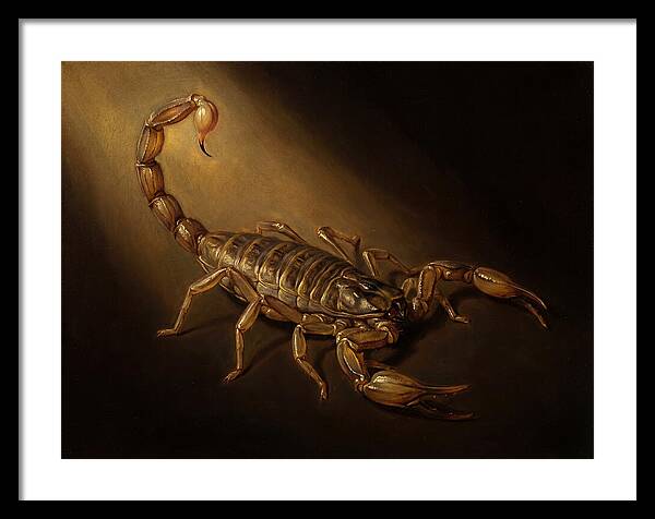 Scorpion In Dramatic Light