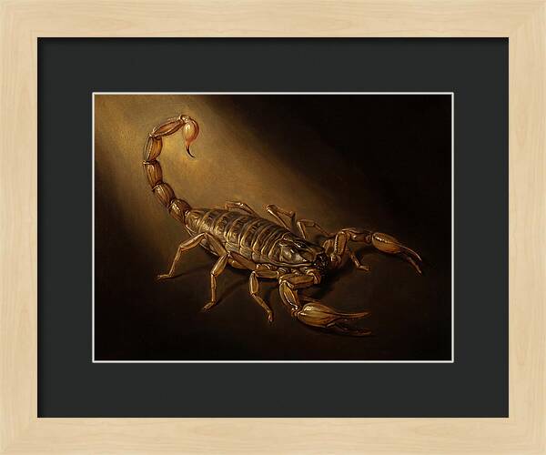 Scorpion In Dramatic Light