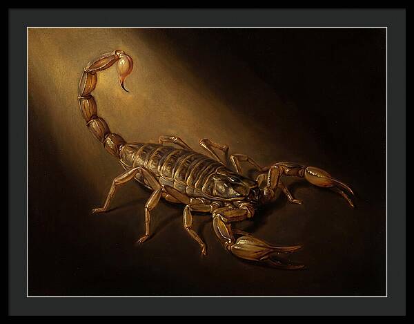 Scorpion In Dramatic Light