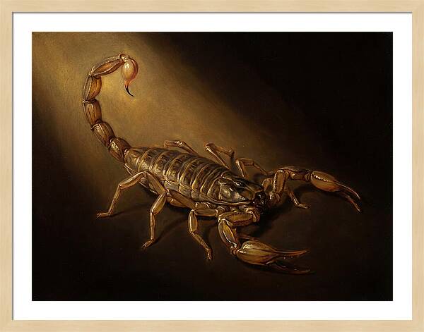 Scorpion In Dramatic Light