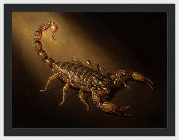 Scorpion In Dramatic Light
