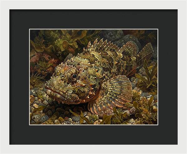 Scorpionfish Among Seaweed
