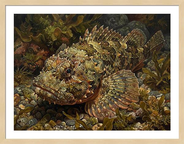 Scorpionfish Among Seaweed