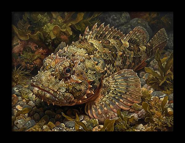 Scorpionfish Among Seaweed