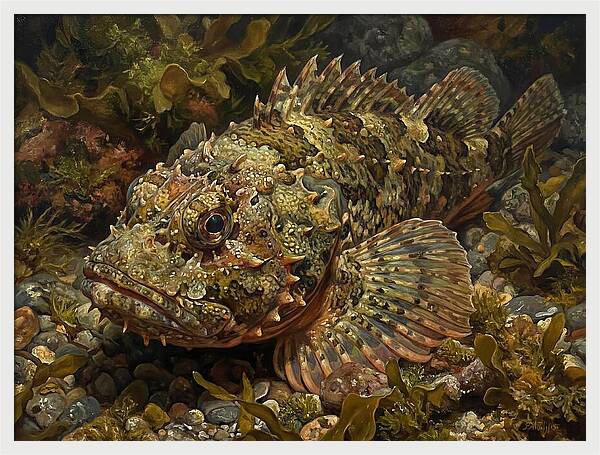 Scorpionfish Among Seaweed