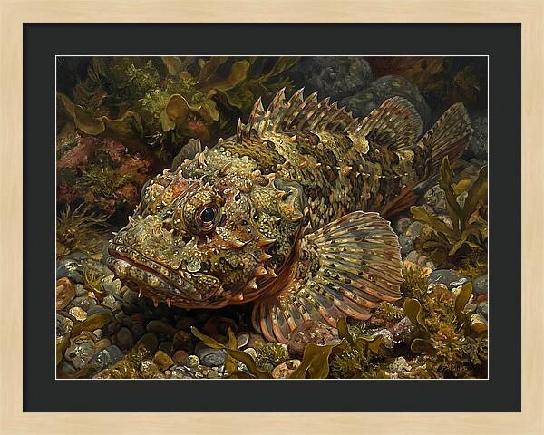 Scorpionfish Among Seaweed