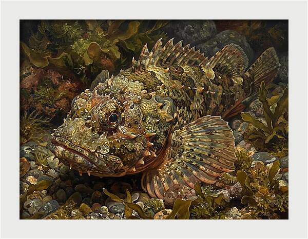 Scorpionfish Among Seaweed