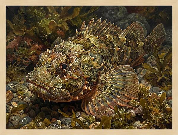 Scorpionfish Among Seaweed