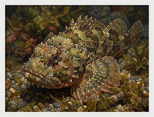 Scorpionfish Among Seaweed