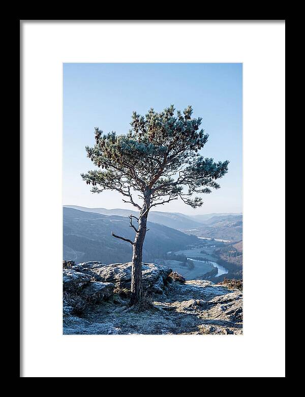 Scots Pine Against Scenic Landscape
