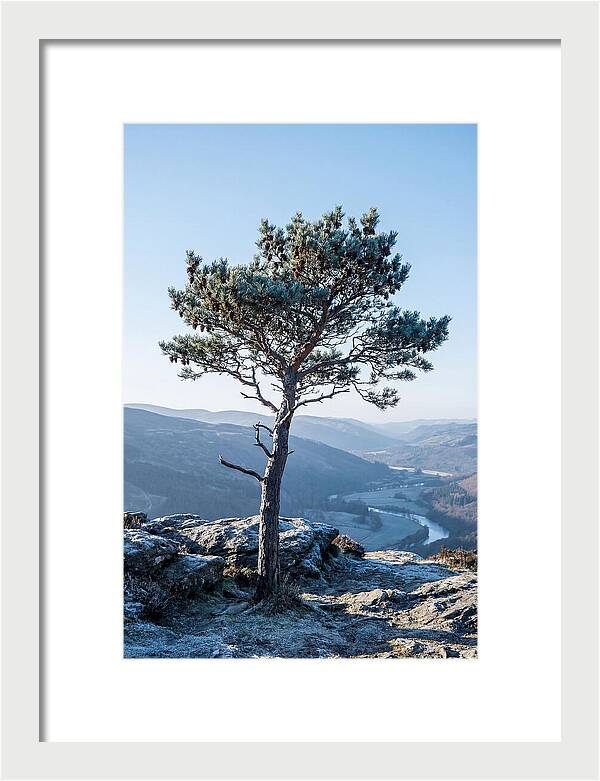 Scots Pine Against Scenic Landscape