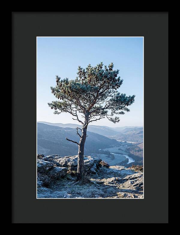 Scots Pine Against Scenic Landscape