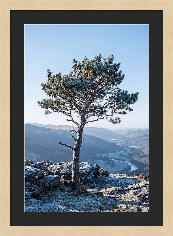 Scots Pine Against Scenic Landscape
