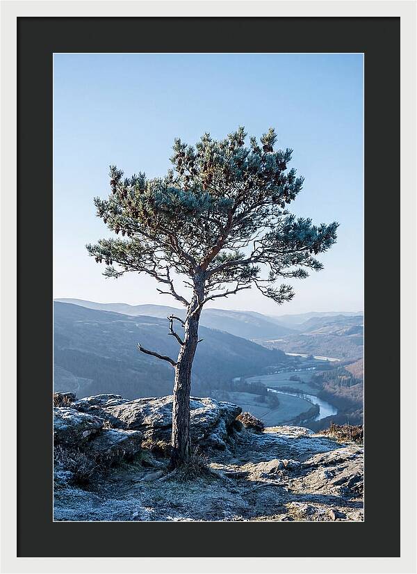 Scots Pine Against Scenic Landscape