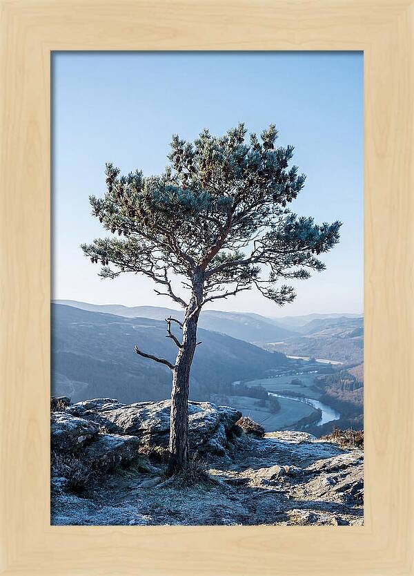 Scots Pine Against Scenic Landscape