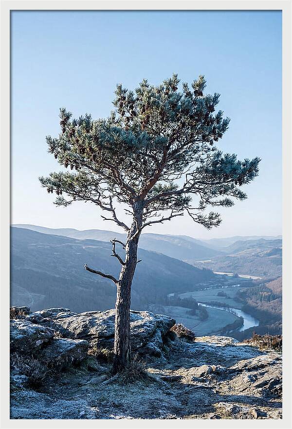 Scots Pine Against Scenic Landscape