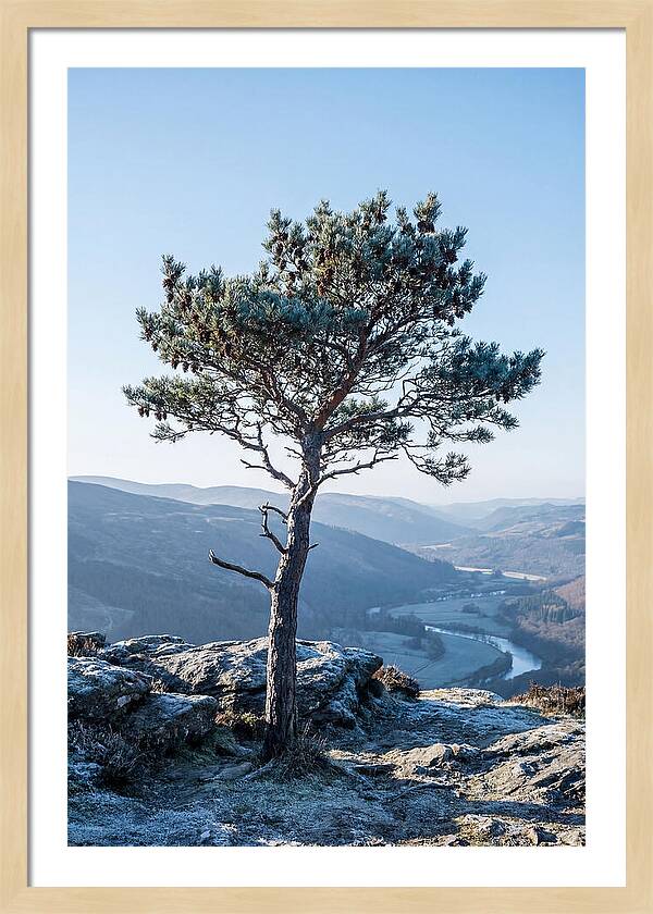 Scots Pine Against Scenic Landscape