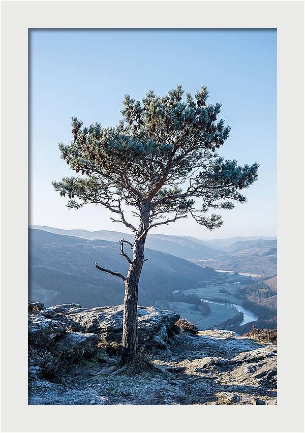 Scots Pine Against Scenic Landscape