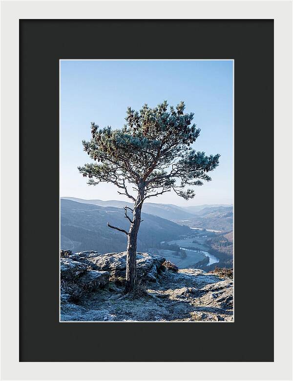 Scots Pine Against Scenic Landscape