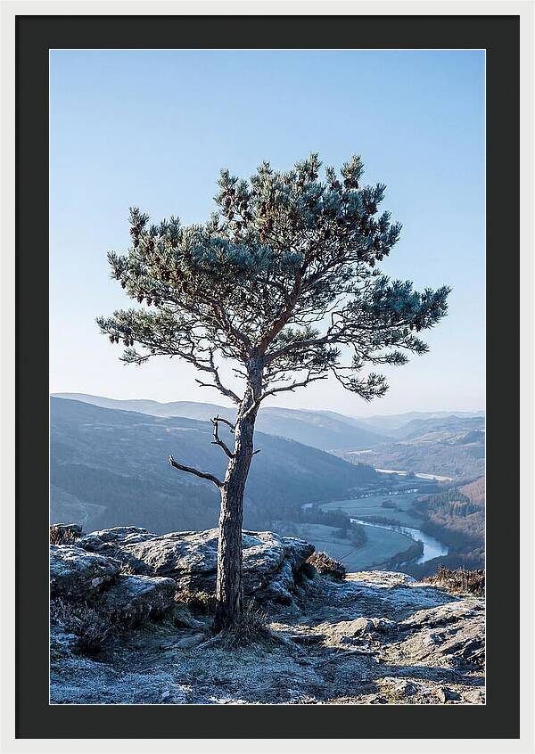 Scots Pine Against Scenic Landscape