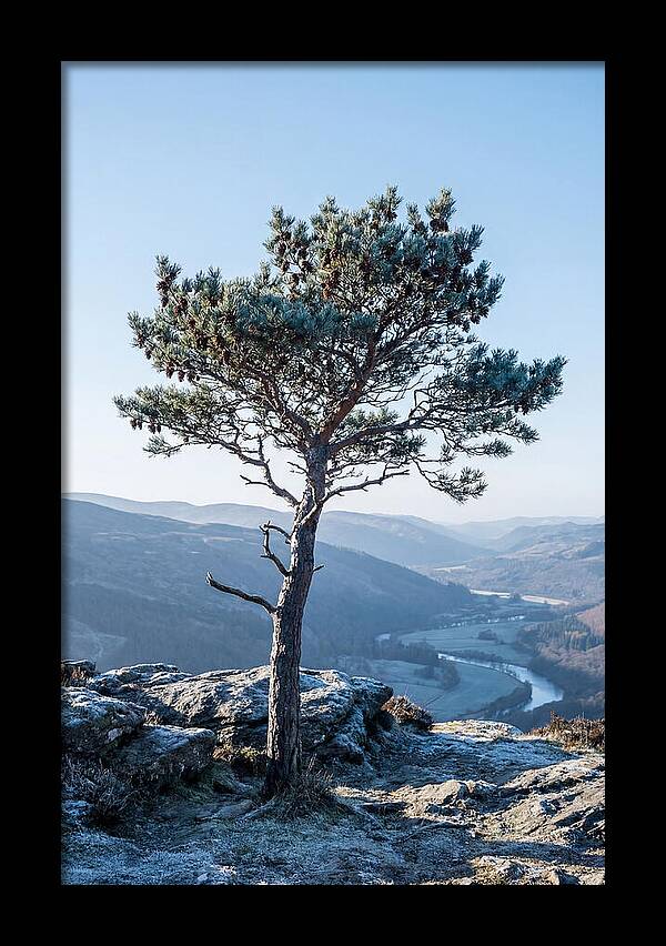 Scots Pine Against Scenic Landscape
