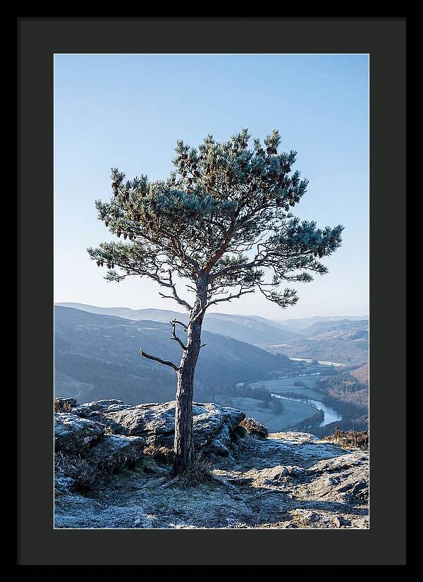Scots Pine Against Scenic Landscape